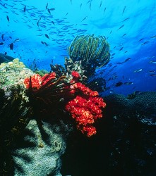 Barriera corallina bikini
